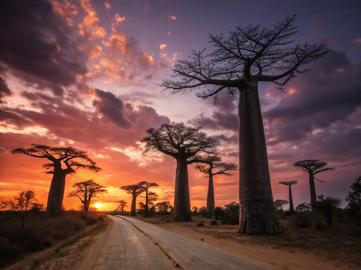 A vibrant image of the Avenue of the Baobabs at sunset in Madagascar, showcasing the iconic trees against a colorful sky. This image represents the unique landscapes of Madagascar.