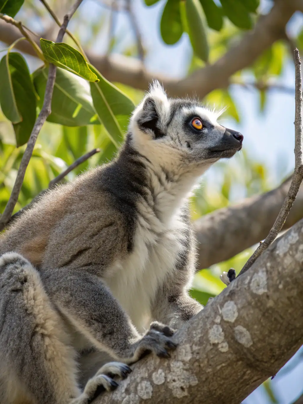 A stunning image of lemurs in their natural habitat, highlighting Madagascar's unique wildlife and biodiversity.